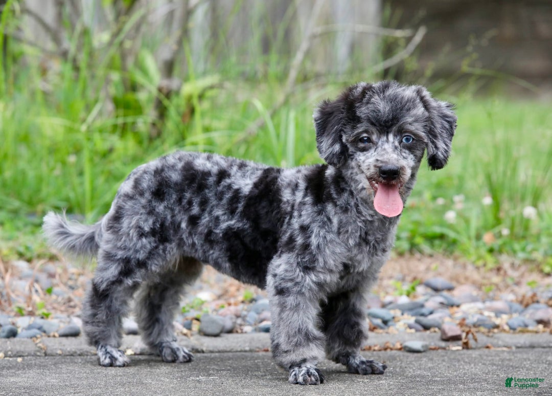 Havapoo dogs for sale: Poppy - Image 13