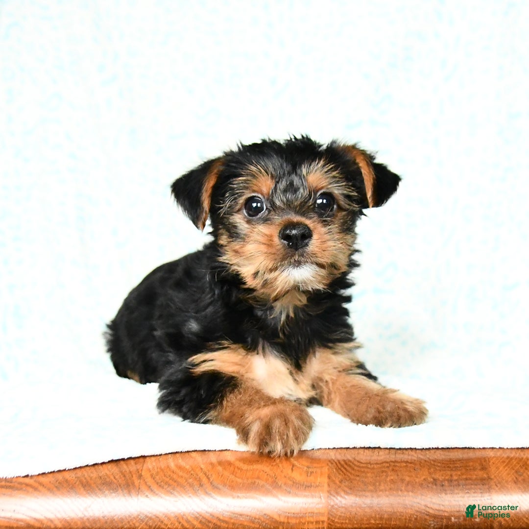 Yorkshire Terrier dogs for sale: Chester - Image 4