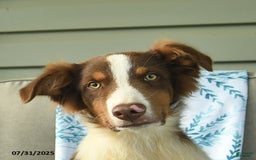 Australian Shepherd dogs for sale: Enzo - Image 7