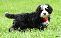 Mini Bernedoodle dogs for sale: Jay - Image 5