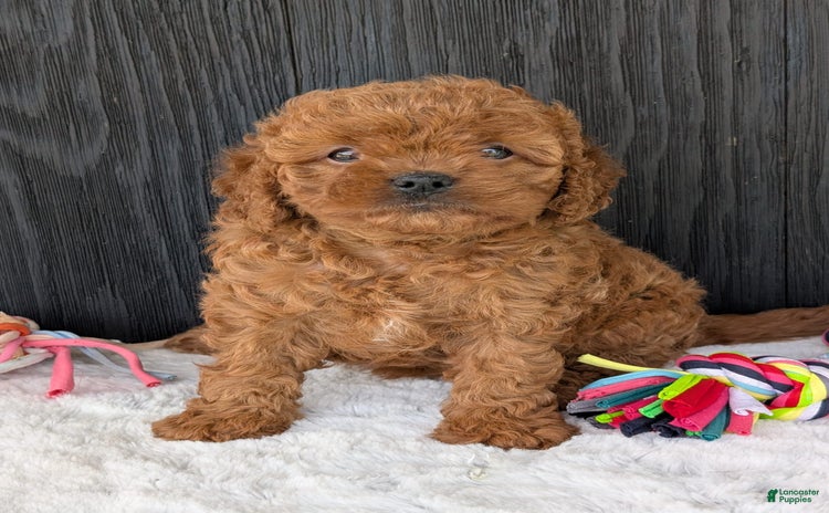 Cavapoo dogs for sale - Ad 5