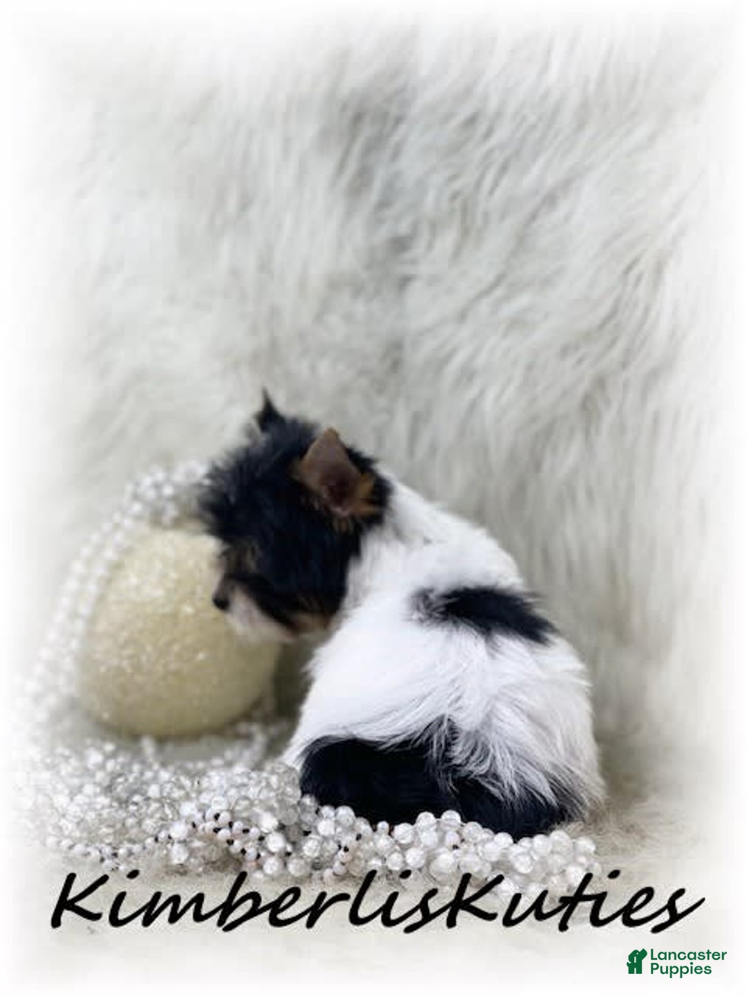 Yorkshire Terrier dogs for sale: Little Blair - Image 5