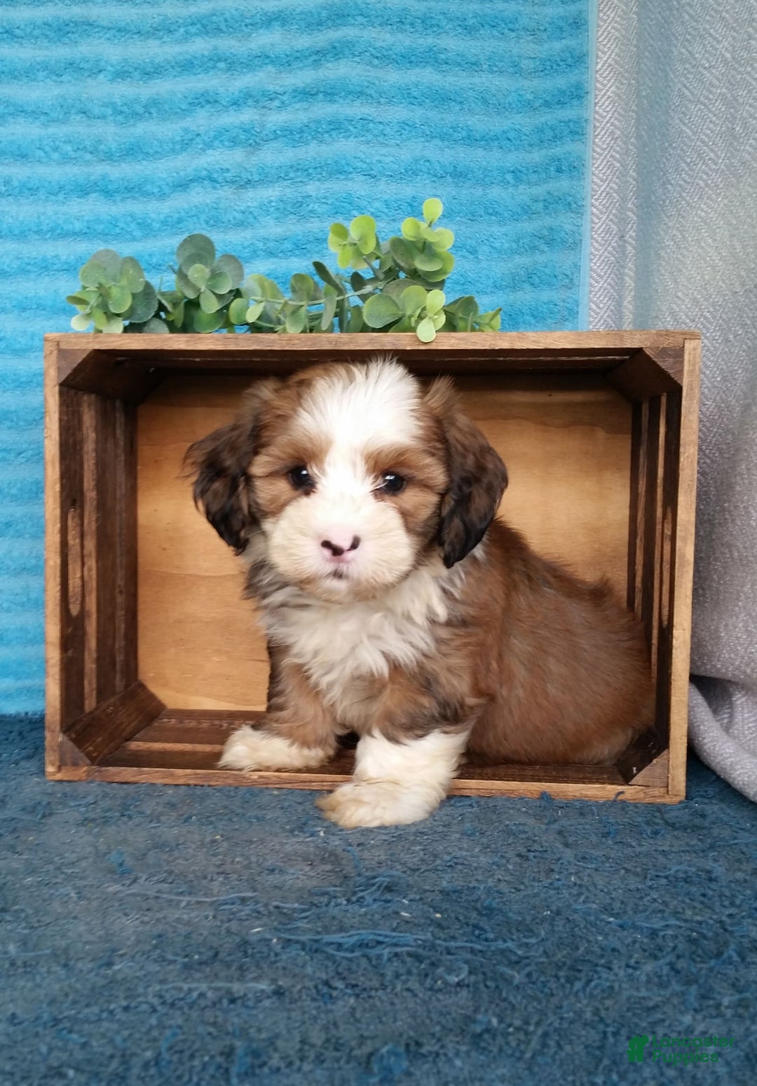 Havanese dogs for sale: Dallas - Image 2