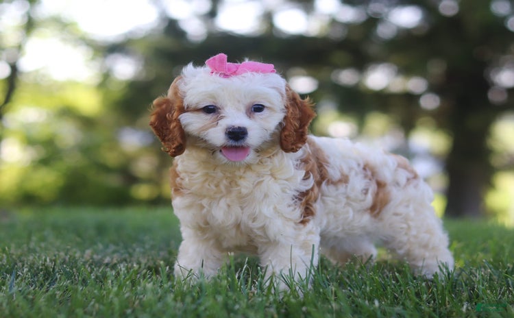 Cavapoo dogs for sale - Ad 3