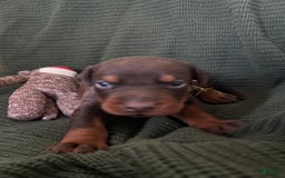 Doberman Pinscher dogs for sale: RED - Image 2
