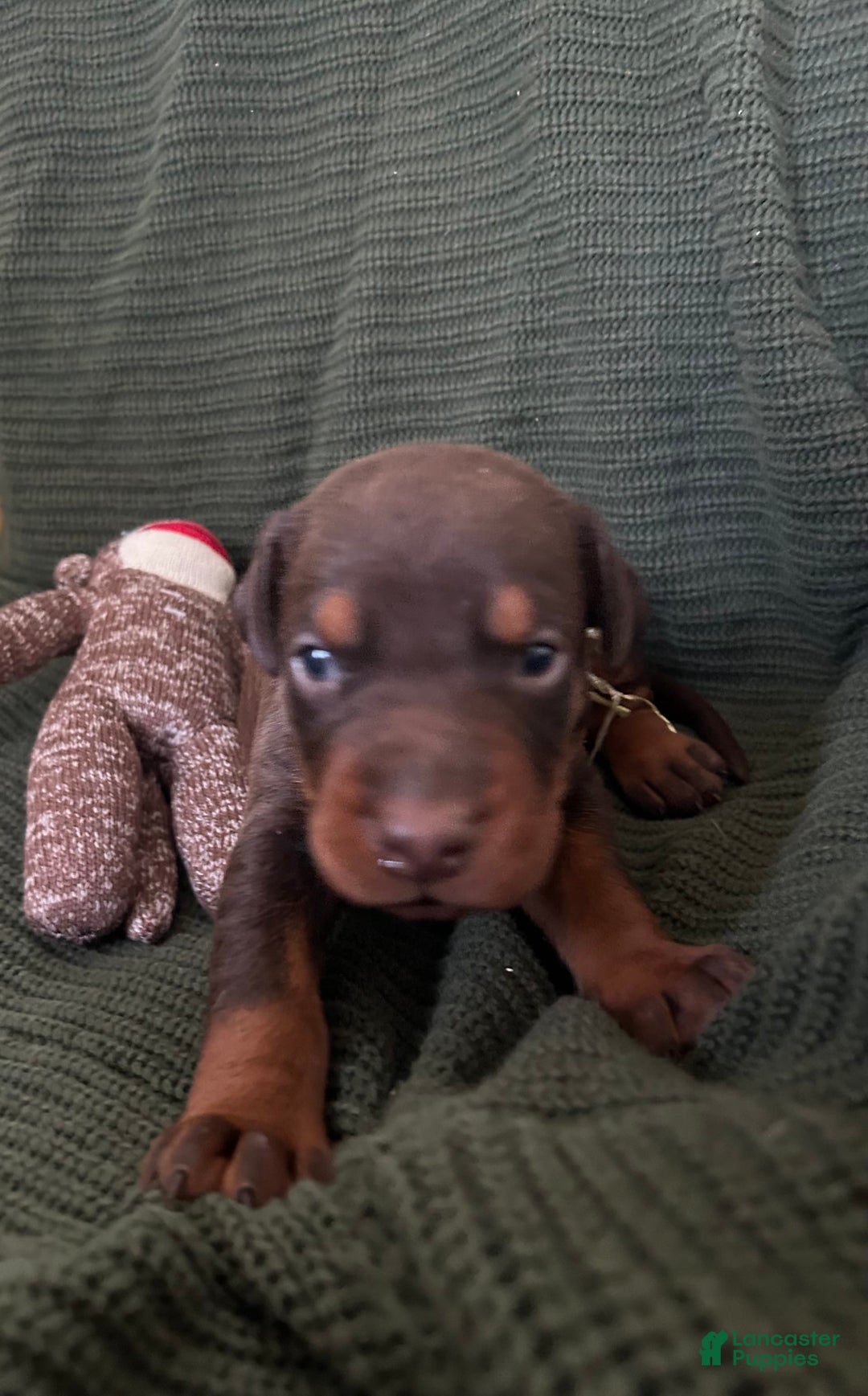 Doberman Pinscher dogs for sale: RED - Image 2