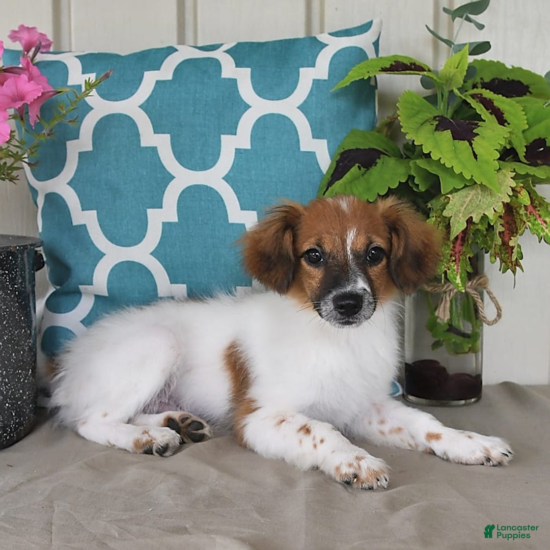 Papillon dogs for sale: Chico - Image 6