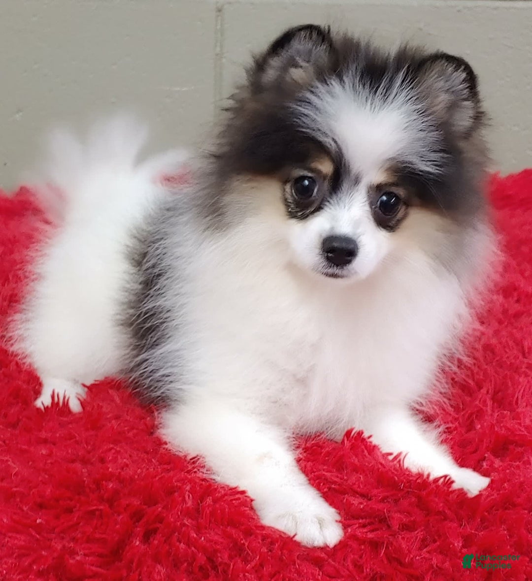 Pomeranian dogs for sale: Topper - Image 7
