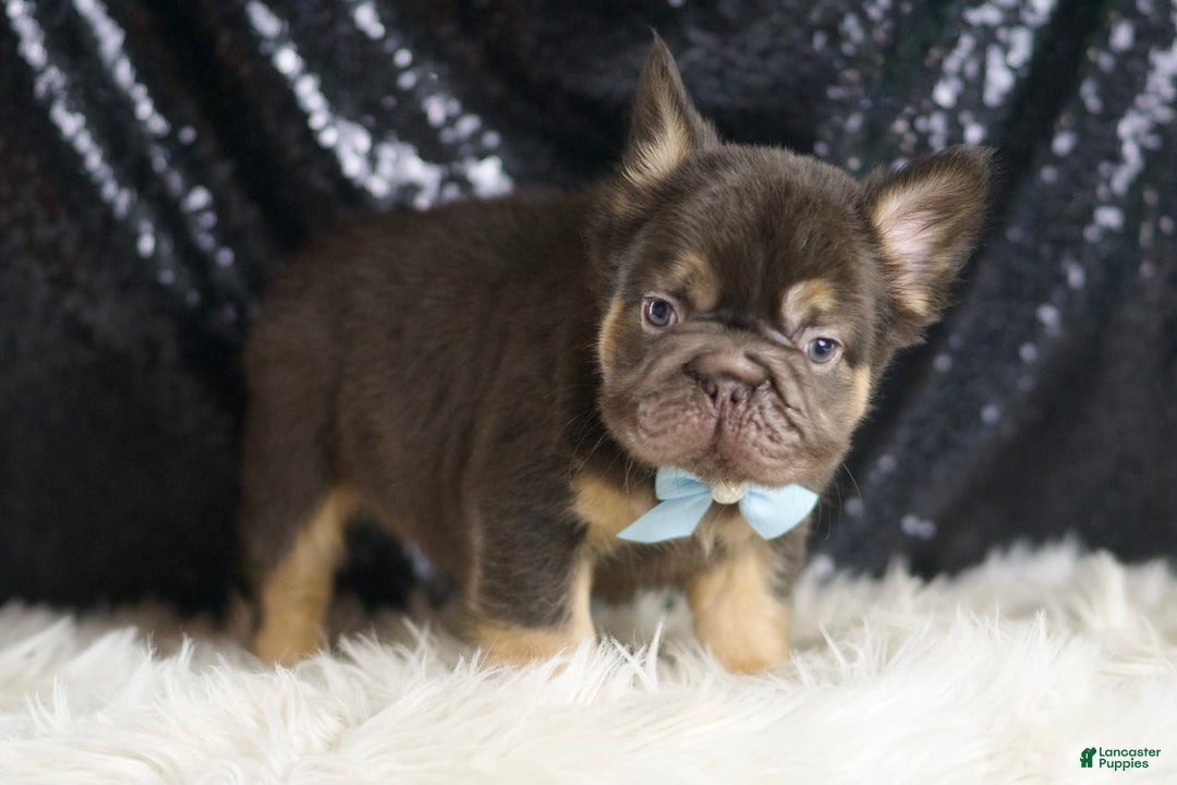 French Bulldog dogs for sale: Bentley - Image 4