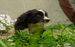 Miniature Australian Shepherd dogs for sale: Elephant Ear - Image 11
