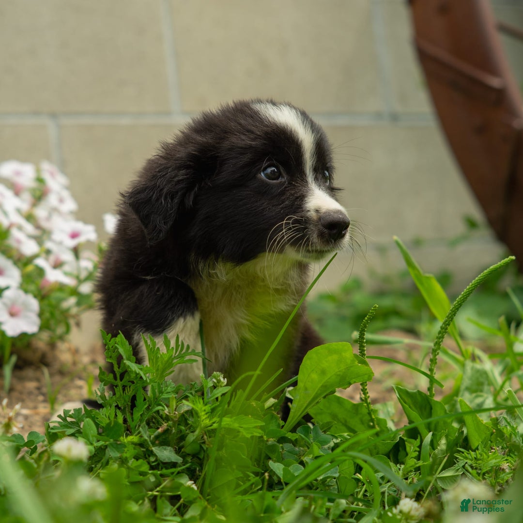Miniature Australian Shepherd dogs for sale: Elephant Ear - Image 11