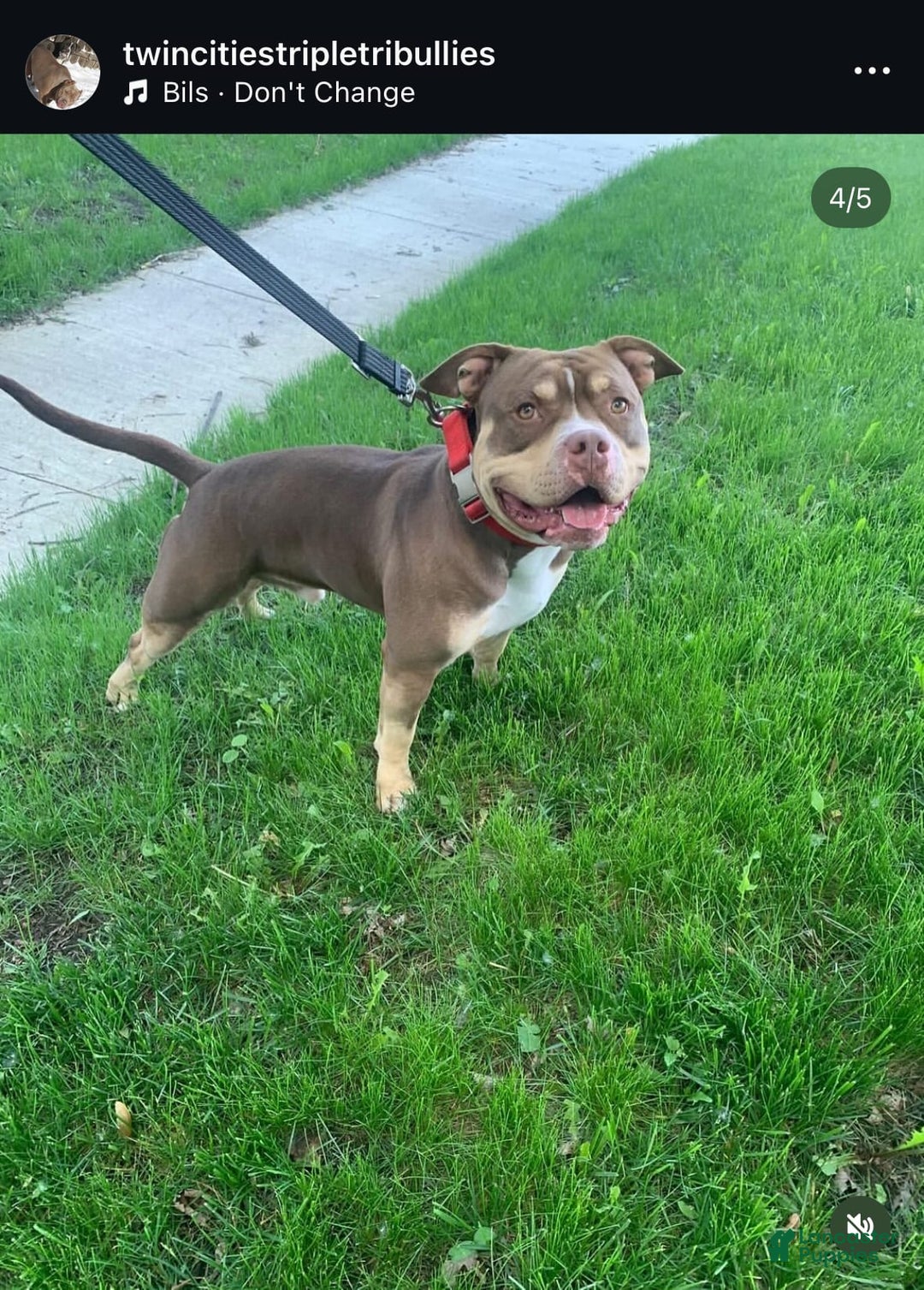 American Bully dogs for sale: Handsome - Image 7