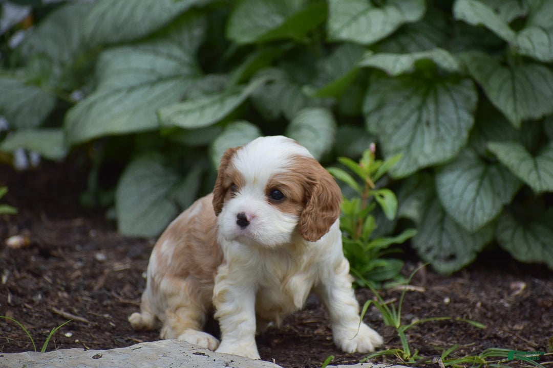 Cavalier King Charles Spaniel dogs for sale: Charlie - Image 6