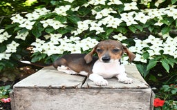 Miniature Dachshund dogs for sale: Rascal - Image 3