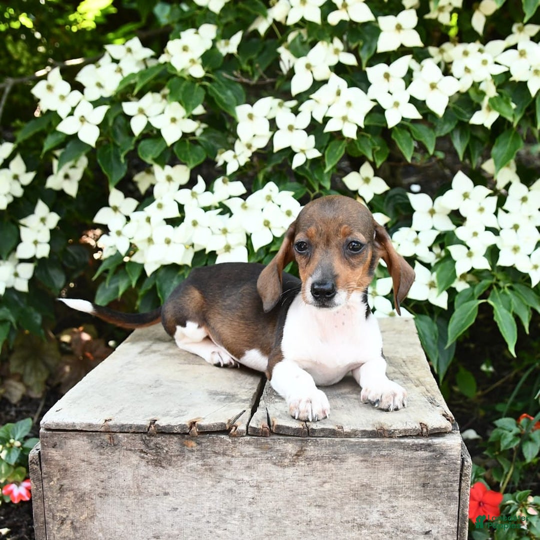 Miniature Dachshund dogs for sale: Rascal - Image 3
