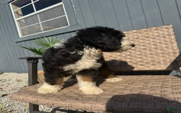Bernedoodle dogs for sale: Max - Image 4