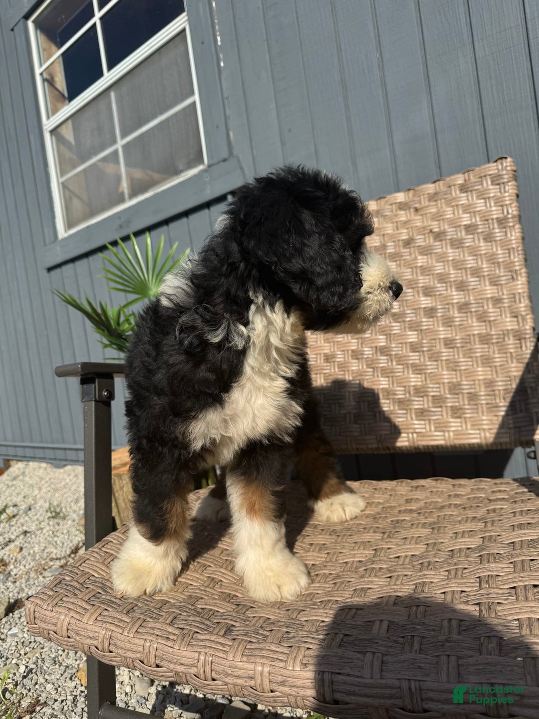 Bernedoodle dogs for sale: Max - Image 4