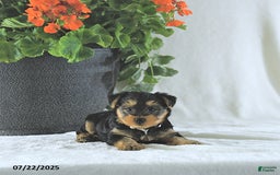 Yorkshire Terrier dogs for sale: King - Image 5