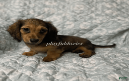 Dachshund dogs for sale: Shaded Cream Male - Image 21