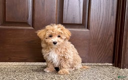 Maltipoo dogs for sale: Darling - Image 2