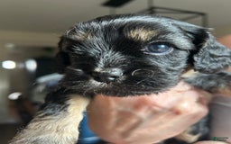 Cavapoo dogs for sale: Cavapoo 5 puppies - Image 3