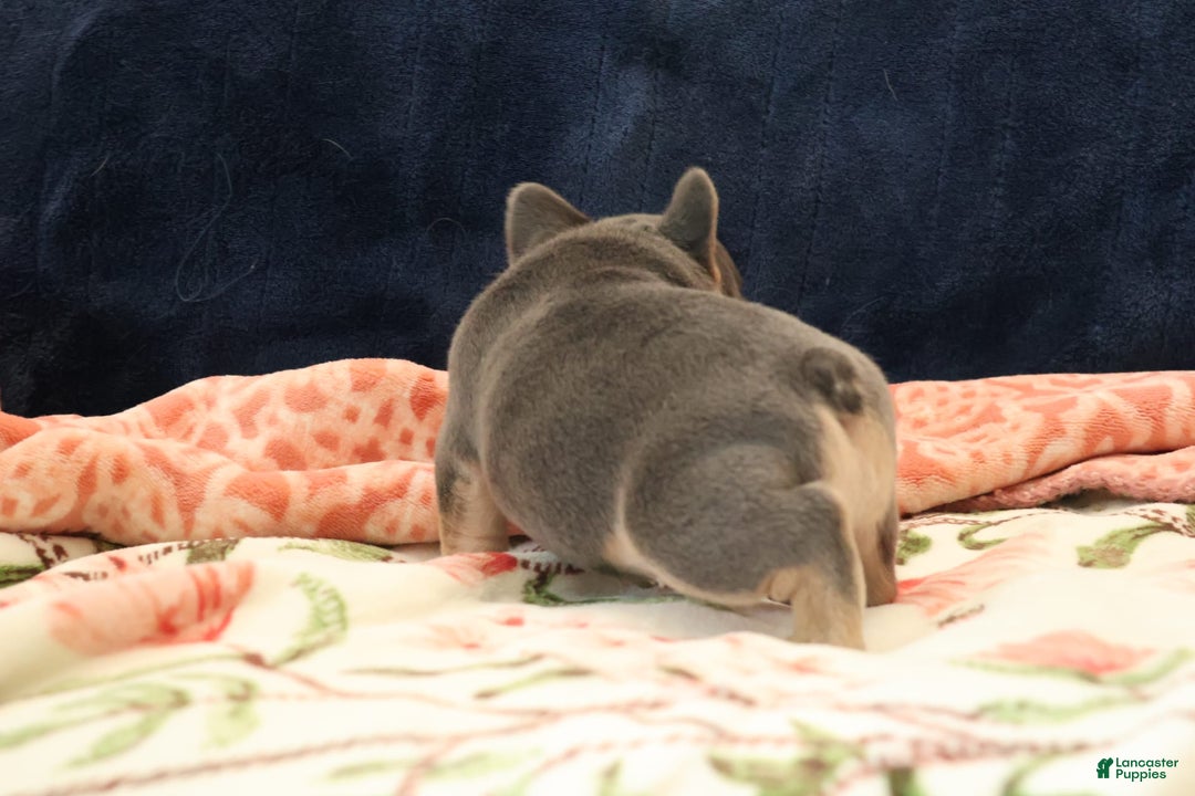 French Bulldog dogs for sale: Orion - Image 3
