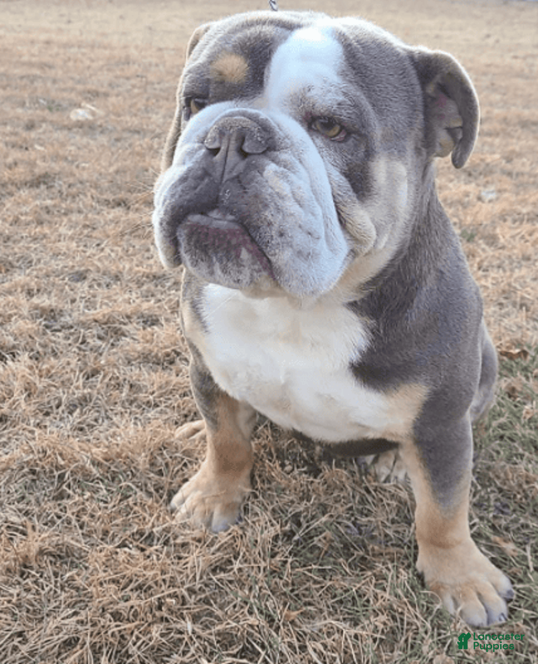 English Bulldog dogs for sale: Lucy - Image 5