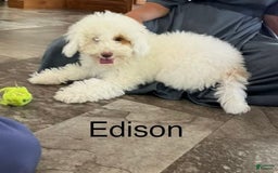 Cockapoo dogs for sale: Edison - Image 2