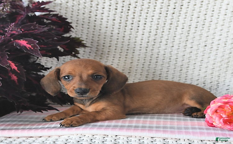 Miniature Dachshund dogs for sale - Ad 5