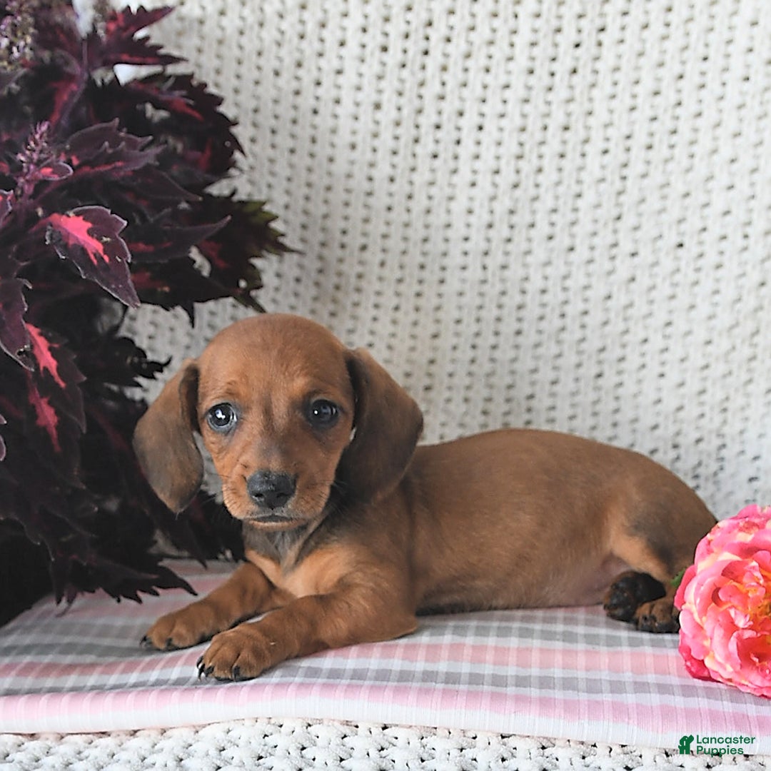 Miniature Dachshund dogs for sale: Rosie - Image 1