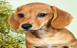Miniature Dachshund dogs for sale: Diego - Image 5