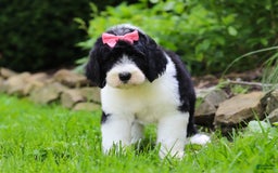 Sheepadoodle dogs for sale: Cora - Image 3