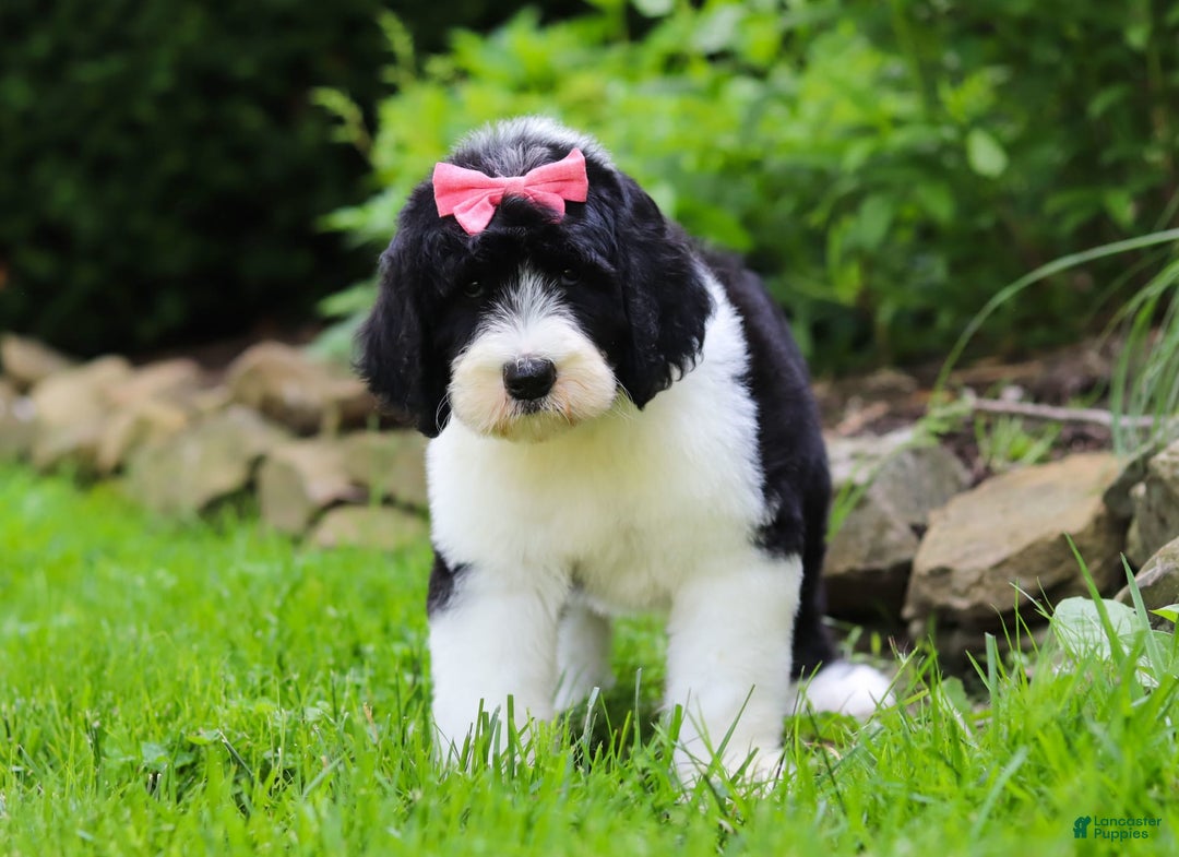 Sheepadoodle dogs for sale: Cora - Image 3