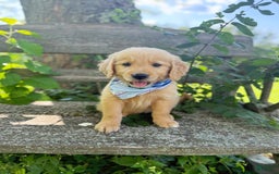 Golden Retriever dogs for sale: Pine - Image 5