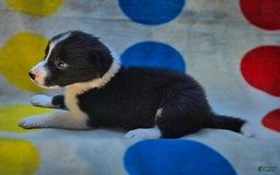 Border Collie dogs for sale: Donnie - Image 8