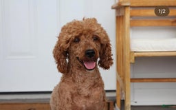 Standard Poodle dogs for sale: Cooper - Image 6