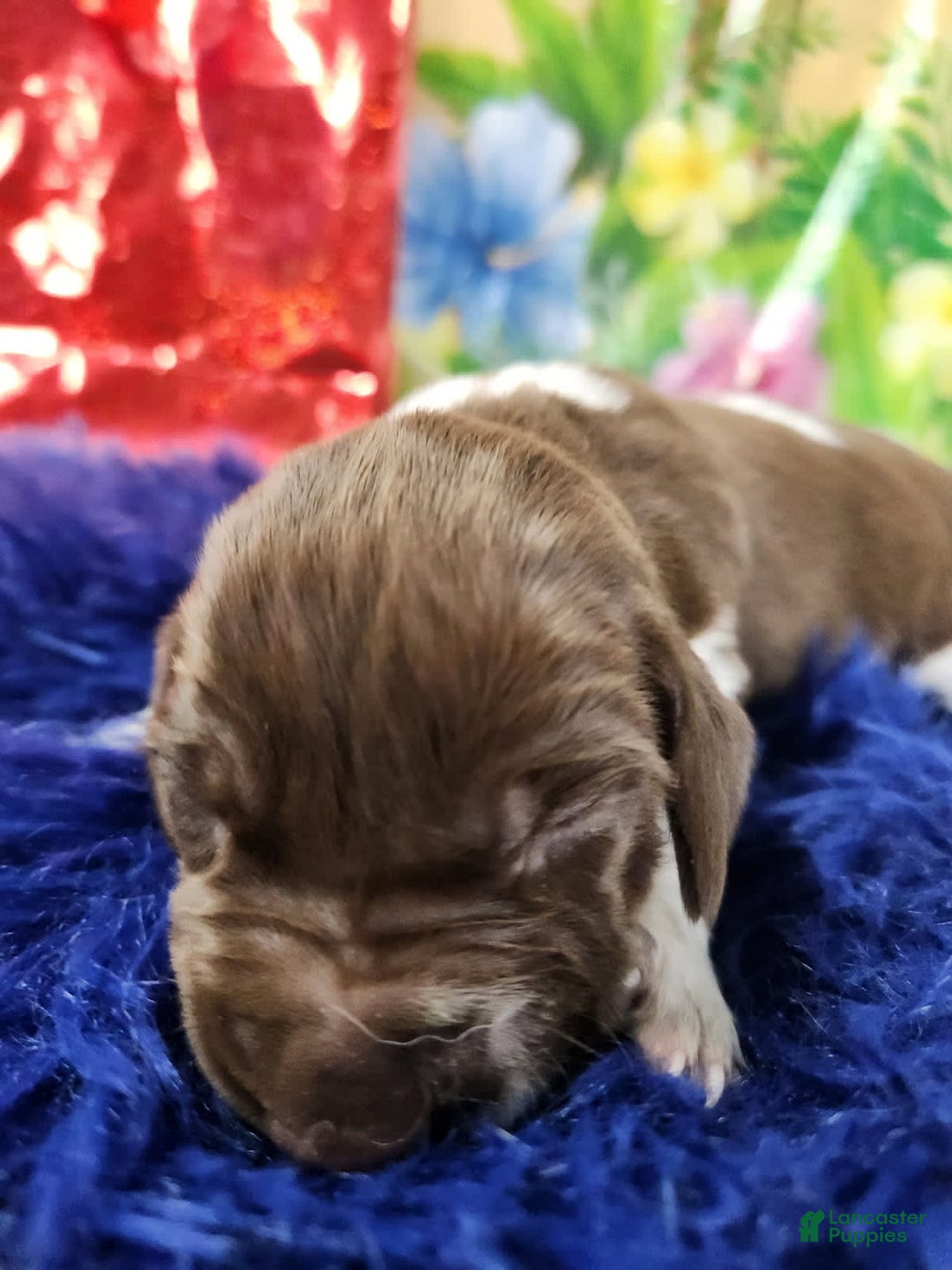 German Shorthaired Pointer dogs for sale: Cheeto - Image 4
