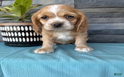 Cocker Spaniel dogs for sale: Tasha - Image 1