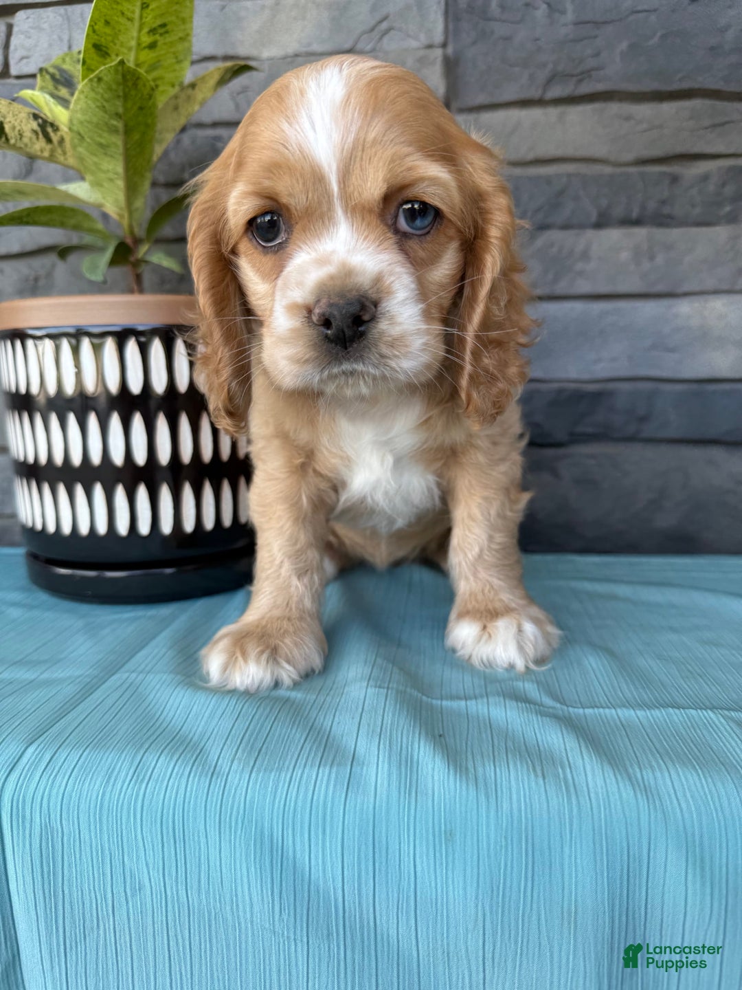 Cocker Spaniel dogs for sale: Tasha - Image 1