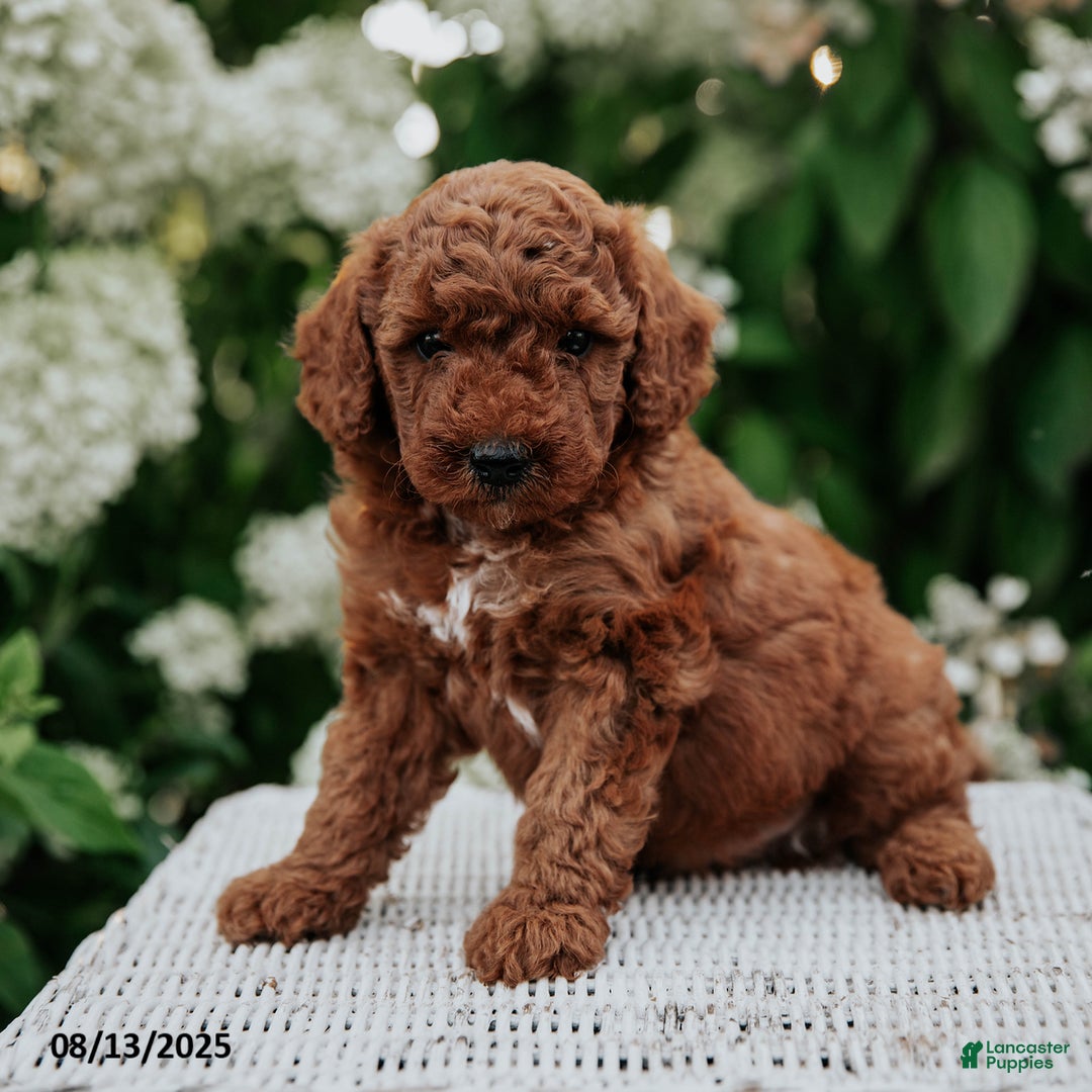 Cavapoo dogs for sale: Cavapoo 6 puppies - Image 18