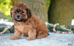 Shihpoo dogs for sale: Morgan - Image 3