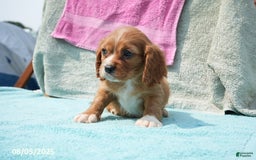 Cavalier King Charles Spaniel dogs for sale: Georgia - Image 2