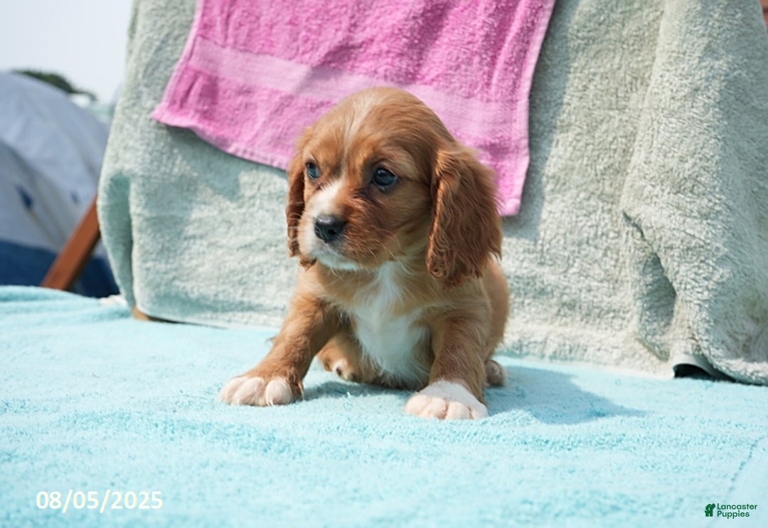 Cavalier King Charles Spaniel dogs for sale: Georgia - Image 2
