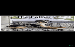 American Bulldog dogs for sale: Female 3 - Image 3