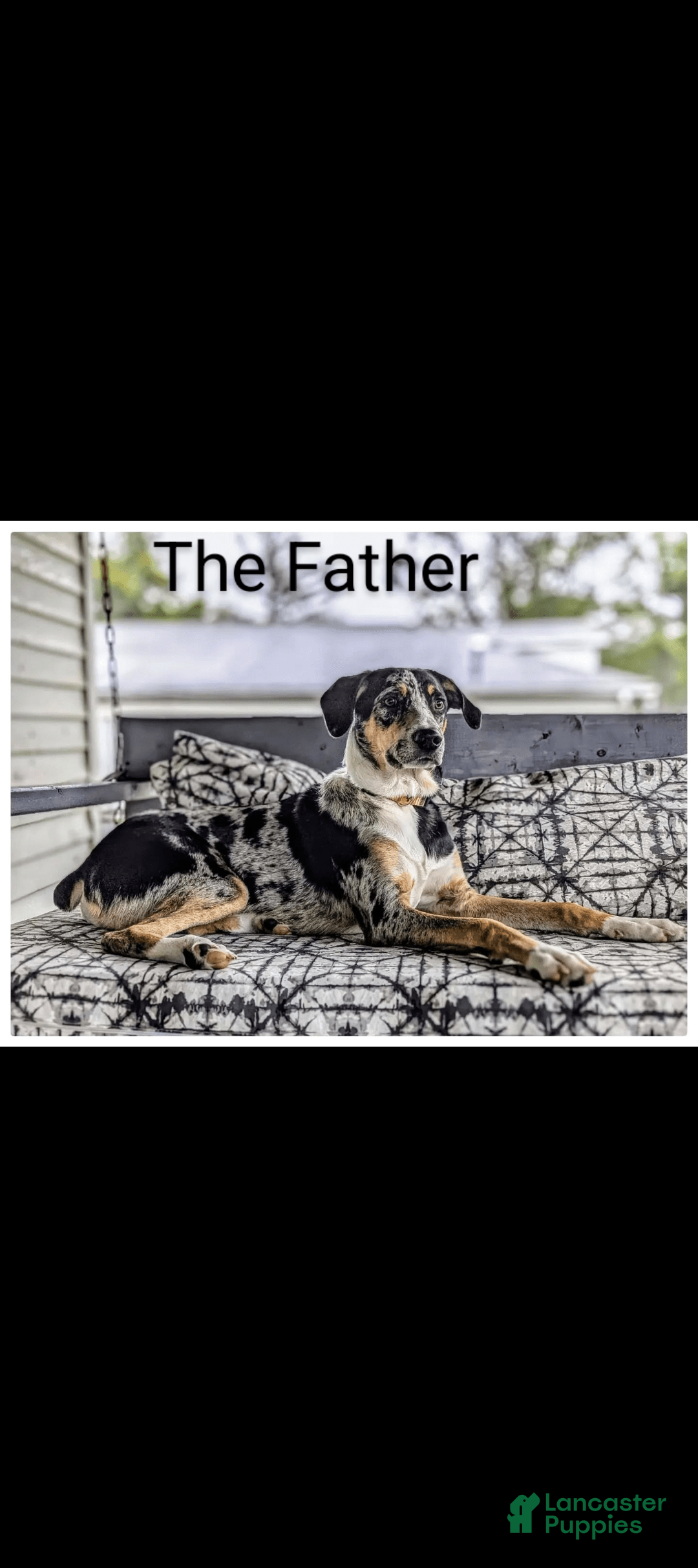 American Bulldog dogs for sale: Female 3 - Image 3