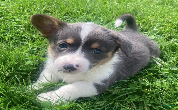 Welsh Corgi Pembroke dogs for sale - Ad 2