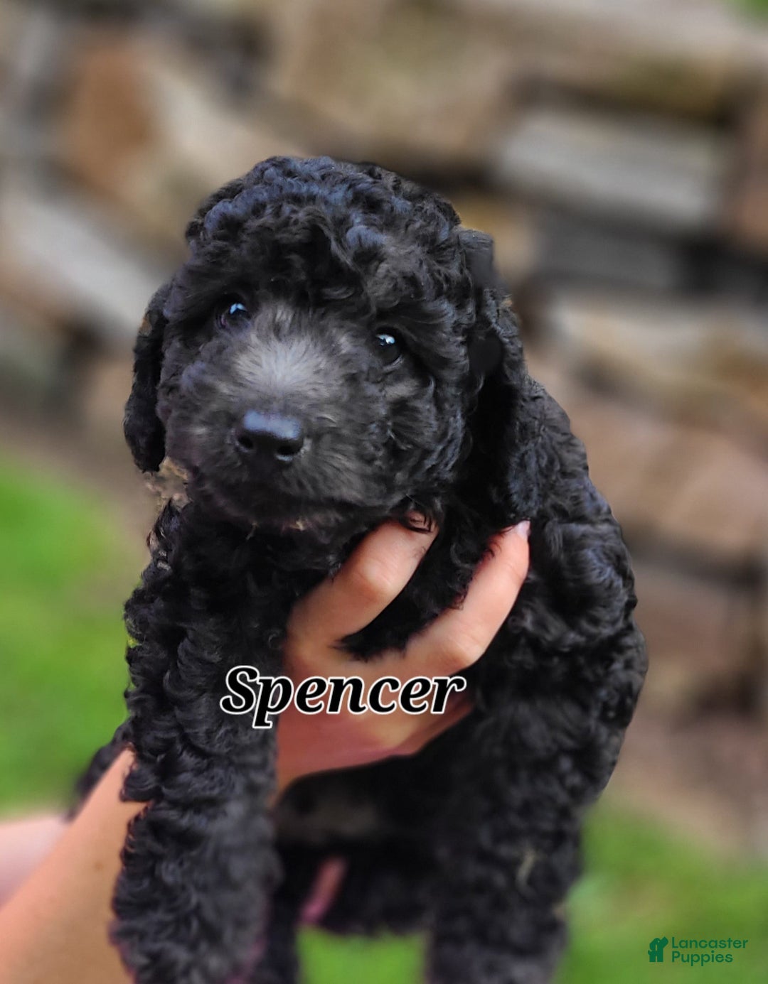 Bichpoo dogs for sale: Spencer - Image 2