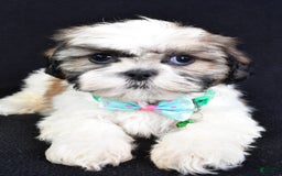 Shih Tzu dogs for sale: Theadore - Image 4