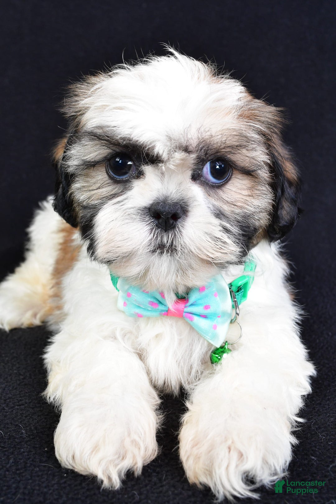 Shih Tzu dogs for sale: Theadore - Image 4