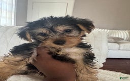 Yorkshire Terrier dogs for sale: Little Mama - Image 3